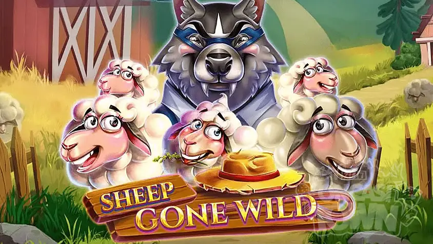 [레드타이거] Sheep Gone Wild (양 곤 와일드)
